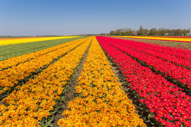 Pole pomarańczowych i czerwonych tulipanów wiosną - Zdjęcie, obraz