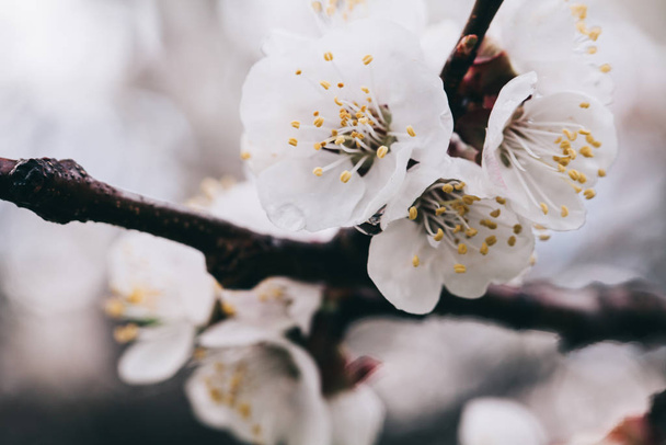Apricot tree flowers. Spring white flowers on a tree branch. Apricot tree in bloom. Spring seasons time of year. White flowers of apricot tree - Photo, Image