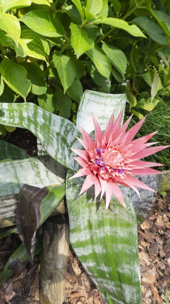 A picturesque close up photo of tropic  pink aechmea fasciata flower in a natural habitat for magazines, calendars, wallpapers.  Landscape design with aechmea acmea and chopped pine bark mulch - Photo, Image