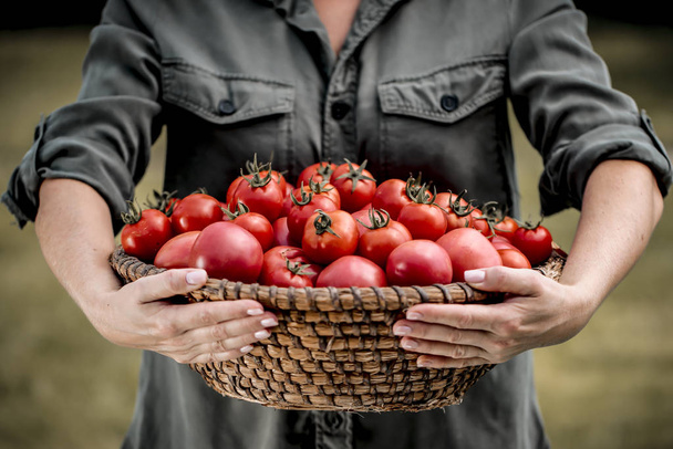 Red tomatoes in a basket held in woman's hands.  - Foto, Imagen