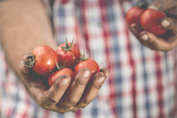 Punaiset tomaatit pidetään ihmisen likaisissa käsissä
. - Valokuva, kuva