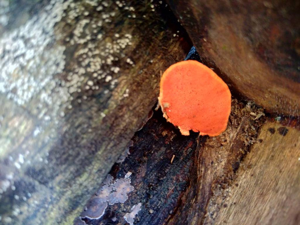 Ganoderma è un genere di funghi polipore della famiglia delle Ganodermataceae trovati nel tronco d'albero, Essi sono talvolta chiamati funghi scaffale o funghi staffa
. - Foto, immagini