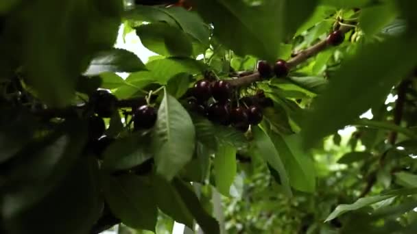 Szedés cseresznye, gyümölcsös - Felvétel, videó
