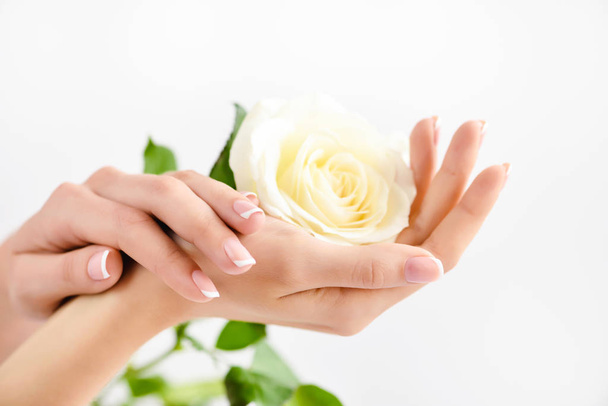Egy gyönyörű francia manikűrös nő kezei és egy fehér rózsa. - Fotó, kép