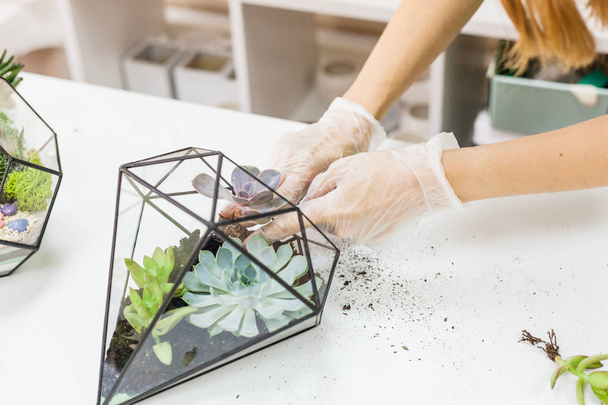 Form of glass and metal for plants and interior, succulents, sand, earth and plants. Home or office decoration and interior design. Planting plants and creating a design - 写真・画像