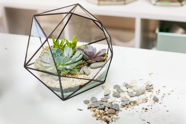 Form of glass and metal for plants and interior, succulents, sand, earth and plants. Home or office decoration and interior design. Planting plants and creating a design - 写真・画像