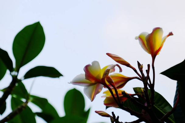 Gyönyörű plumeria virágok a kertben - Fotó, kép