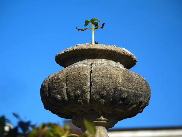 Un recipiente jarrón de hormigón con planta marchita
 - Foto, Imagen