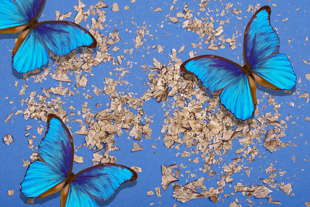 Błękitne motyle morfońskie na niebiesko-złotym tle. Złote konfetti foliowe na niebieskim tle. Uroczyste kolorowe jasne tło. Złoto na niebiesko. widok z góry - Zdjęcie, obraz