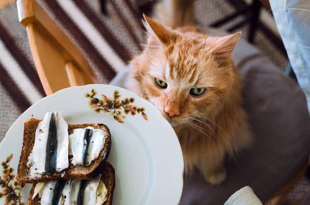 Gato de gengibre com fome adorável olhando para cima e esperando o sanduíche de peixe espadilha
 - Foto, Imagem