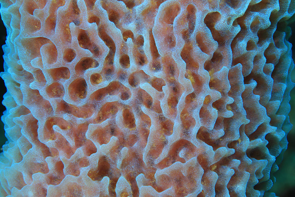 Gąbka morska karaibska  - Zdjęcie, obraz