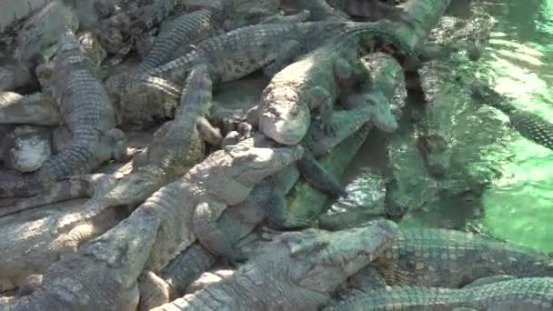 Siem Reap, Kambodza-26. tammikuuta 2020: Krokotiilit krokotiilitilalla tai krokotiilipuutarhassa Siem Reapissa, Kambodzhassa
 - Materiaali, video