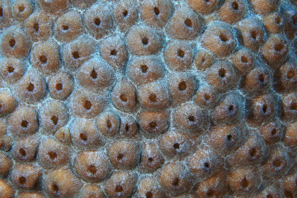 Nahaufnahme der Korallenstruktur - Foto, Bild
