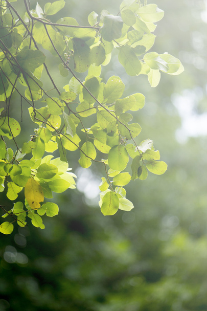 Chiudi foglie verdi
 - Foto, immagini
