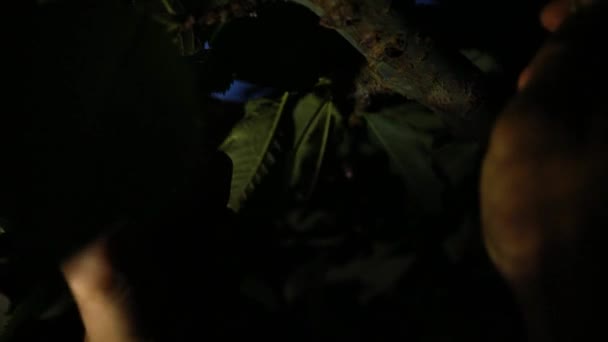 Trabajador agrícola recogiendo cerezas por la noche
 - Metraje, vídeo