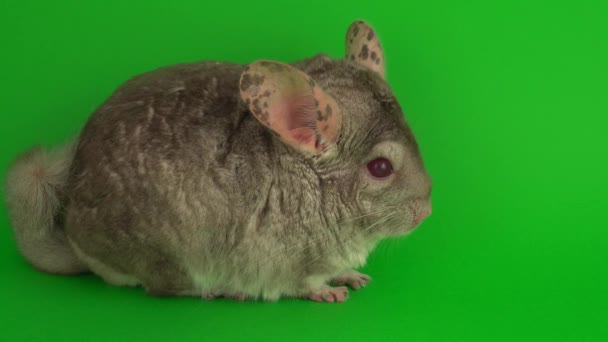 Gray chinchilla on a green background screen. - Footage, Video