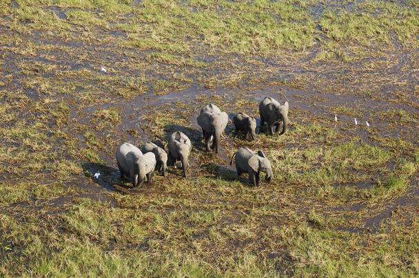 Elefantes africanos (Loxodonta africana), rebanho reprodutor, vagueando em um pântano de água doce, vista aérea, Delta do Okavango, Botsuana, África
 - Foto, Imagem