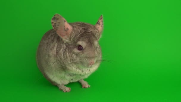 Gray chinchilla on a green background screen. - Footage, Video