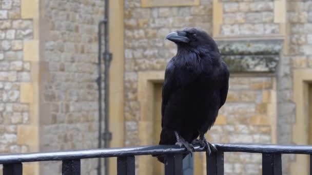 Corvo Negro na Torre de Londres, Reino Unido
 - Filmagem, Vídeo
