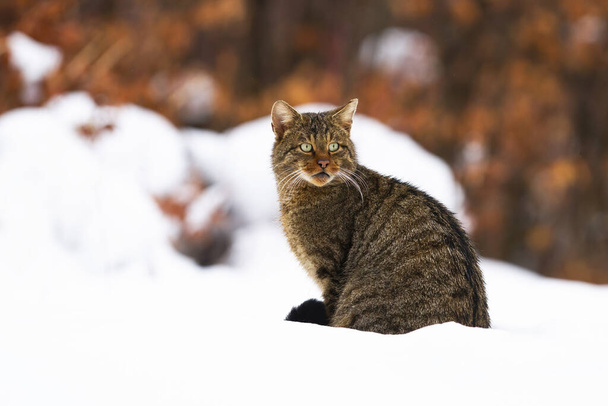 Aandacht voor groen-ogige Europese kat observeren het bos bedekt met sneeuw - Foto, afbeelding