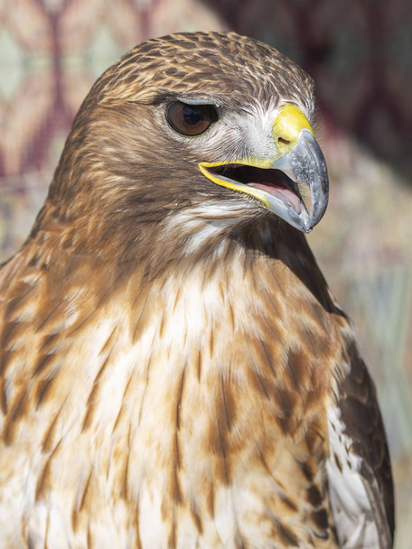 gros plan d'un faucon à queue rousse qui regarde au loin
 - Photo, image