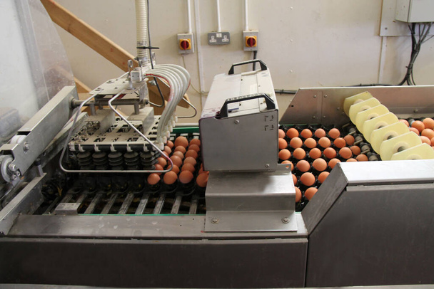 Una máquina de carga de bandeja en una línea de transferencia de huevos
. - Foto, imagen