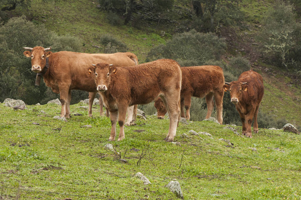 Krávy limuzíny plemene zkřížené v zelené louce Andalusie s cesmínovými duby zvědavě hledající při focení - Fotografie, Obrázek