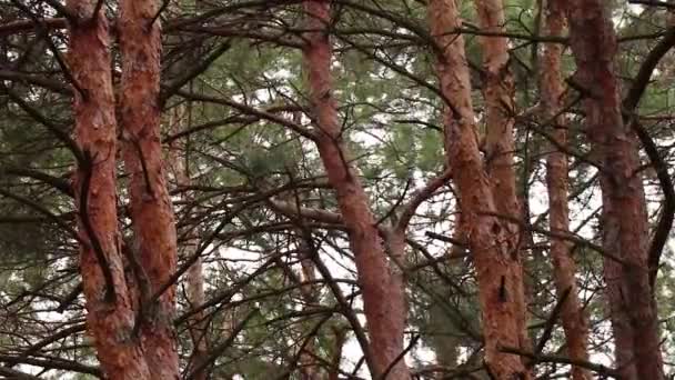 κωνοφόρα στο δάσος της Ουκρανίας το χειμώνα στο πρωινό πάρκο - Πλάνα, βίντεο