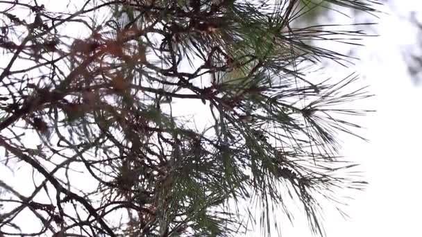 Nadelbäume im Wald in der Ukraine im Winter im Morgenpark - Filmmaterial, Video