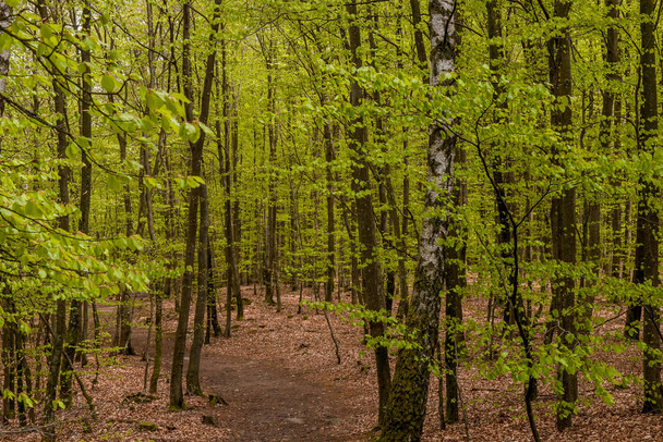 Misty spring beech forest in a nature reserve in southern Sweden. selective focus - 写真・画像