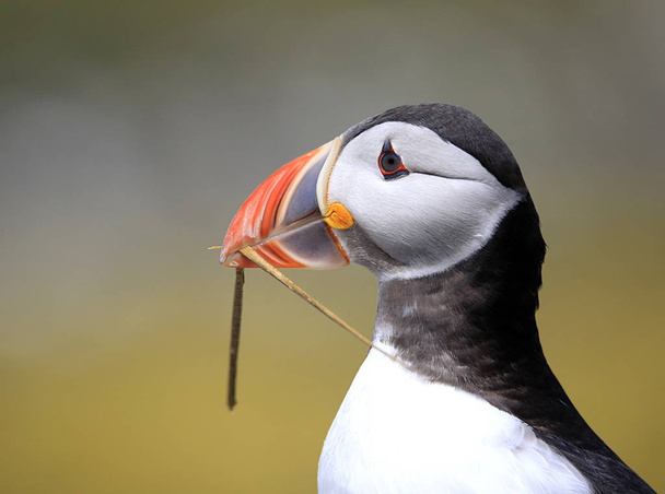 The head & beak of an Atlantic Puffin with nesting material in its beak - Photo, Image