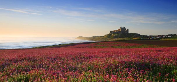 A field of pink Campions with Bamburgh Castle in the distance - 写真・画像