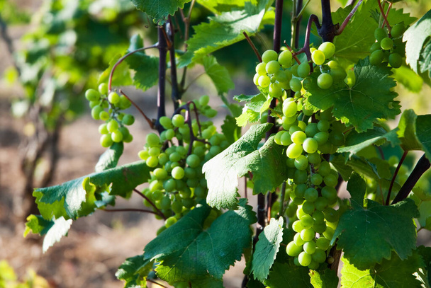 grapes on the vine - Фото, изображение