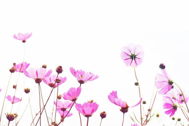 Flower background with pink wild flowers against the background of the sky, soft focus, bottom view, toned. - Photo, Image