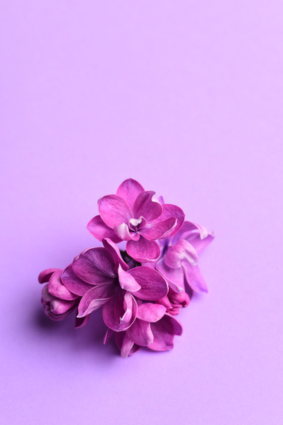 Pastel zemin üzerine Eflatun çiçekler  - Fotoğraf, Görsel