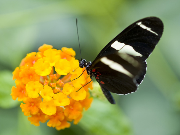 Listonosz motyl (heliconius Melpomeny) karmienie na kwiaty - Zdjęcie, obraz