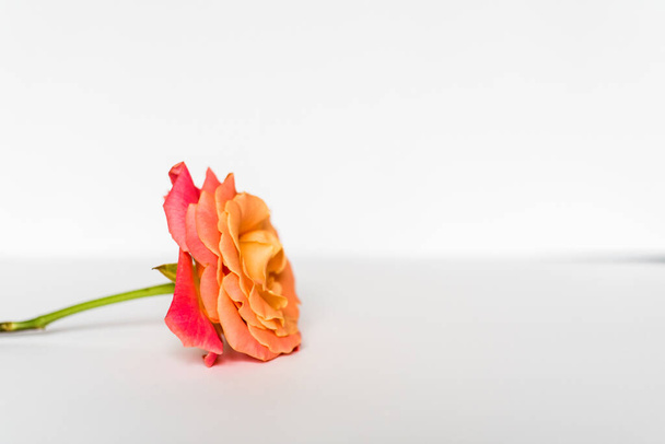 La Rosa Naranja aislada sobre fondo blanco
 - Foto, Imagen