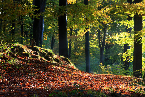 autumn in the forest - Foto, Imagem
