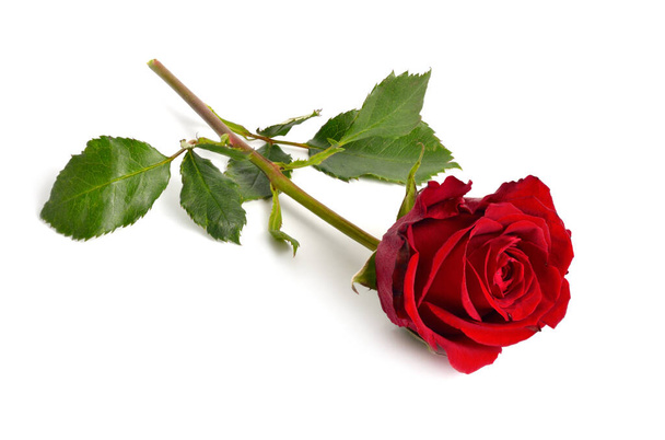 One red rose isolated on white background. Full dept of field - Photo, image
