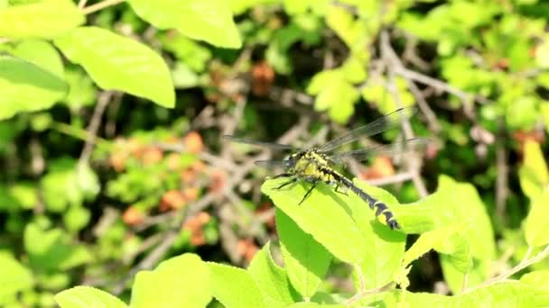 dragonfly schudt op een groen blad - Video