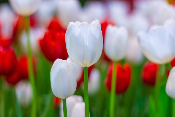 Květ bílých a červených tulipánů, nádherná květina v zahradní rostlině, - Fotografie, Obrázek