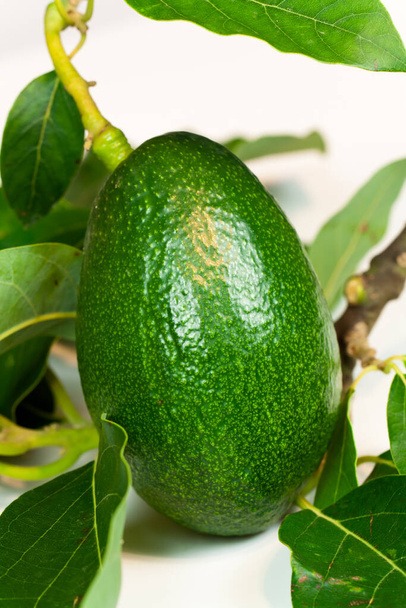 green avocado, tasty avocado - Foto, afbeelding