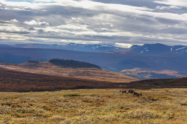 View to Sarek National Park in autumn, Sweden, selective focus - Foto, Imagen