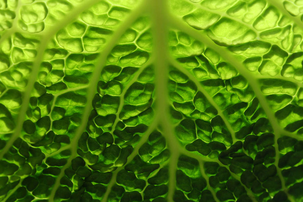 fresh green savoy cabbage - Photo, image