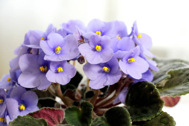 Pequeñas flores de violetas azules de cerca. Flores frescas en una olla
. - Foto, Imagen