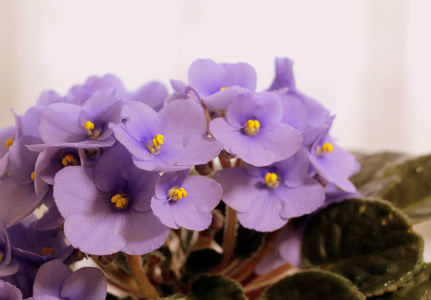 Petites fleurs de violettes bleues gros plan. Fleurs fraîches dans un pot
. - Photo, image