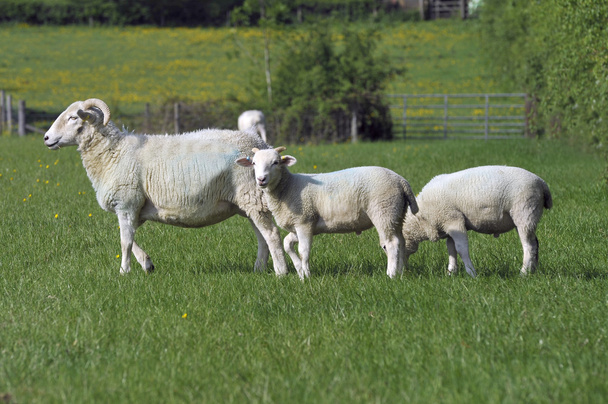 Tres ovejas
 - Foto, imagen