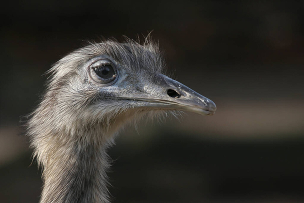 ostrich animal bird, wildlife  - Foto, Imagem