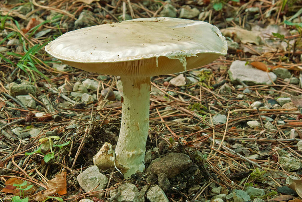 gilled mushroom, agaricus campestris - Photo, Image