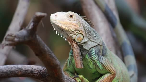 A nagy zöld Iguana a fa ágán. - Felvétel, videó